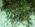Имитация травы и листьев (3 мм) PB210002_enl.JPG