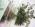 Имитация травы и листьев (3 мм) PB220006_enl.JPG