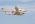White Knight & SS1 экспериментальный самолет amo72201_1.jpg